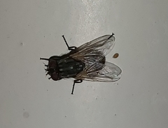 Musca domestica