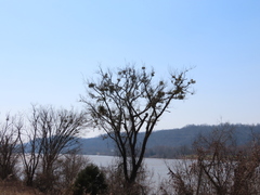 Phoradendron leucarpum serotinum