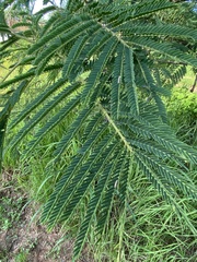 Albizia zimmermannii