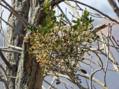 Phoradendron leucarpum serotinum