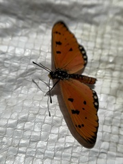 Acraea terpsicore