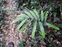 Adiantum cajennense