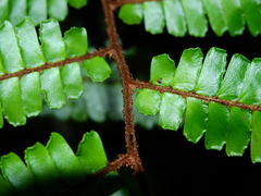 Adiantum cajennense