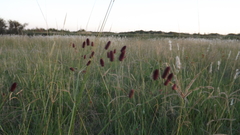 Eryngium ebracteatum