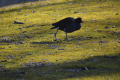 Gallinula chloropus