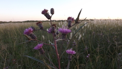 Lessingianthus rubricaulis