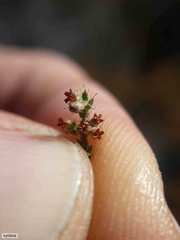 Erica rigidula