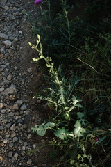 Lactuca tuberosa
