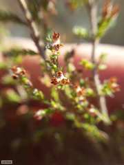 Erica rigidula