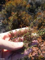 Erica rigidula