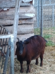 Capra hircus cretica