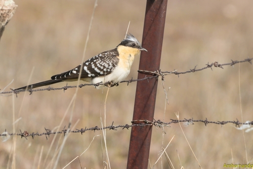 Great Spotted Cuckoo