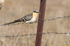 Great Spotted Cuckoo photo 3