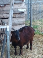 Capra hircus cretica