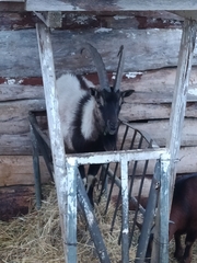 Capra hircus cretica