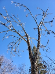 Fraxinus nigra image