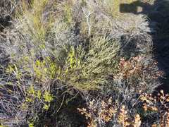 Erica rigidula