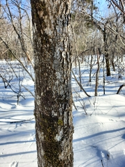 Fraxinus nigra image
