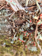 Cladonia didyma