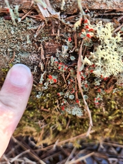 Cladonia didyma