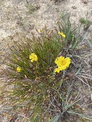 Crocanthemum aldersonii
