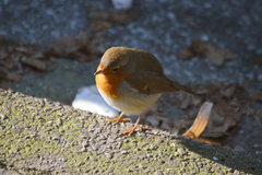 Erithacus rubecula