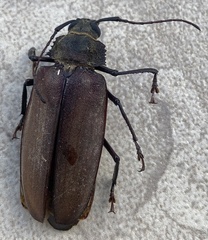 Mecosarthron buphagus