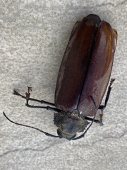 Mecosarthron buphagus