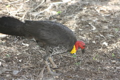 Alectura lathami lathami