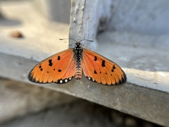 Acraea terpsicore