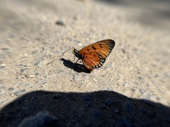 Acraea terpsicore