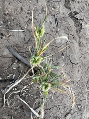 Dactyloctenium radulans