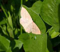 Scopula irrorata
