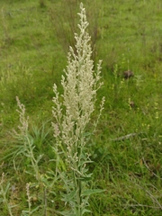Pterocaulon balansae