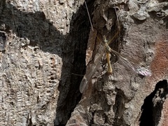 Tipula longidens