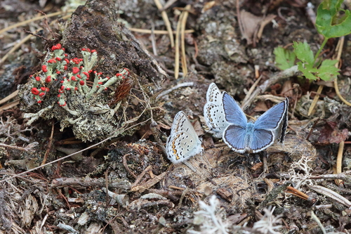 Northern Blue, Alger County, US-MI, US, photo 6 of 10