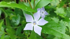 Vinca difformis difformis