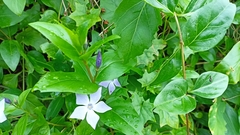 Vinca difformis difformis