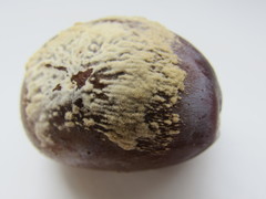 Monilinia fructicola