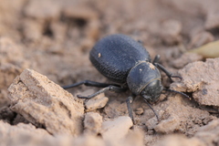 Pimelia