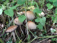 Coprinellus micaceus