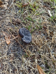 Enterolobium contortisiliquum