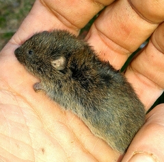 Microtus lusitanicus