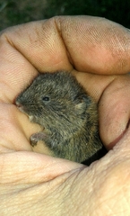 Microtus lusitanicus