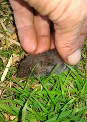 Microtus lusitanicus