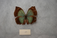 Junonia ansorgei