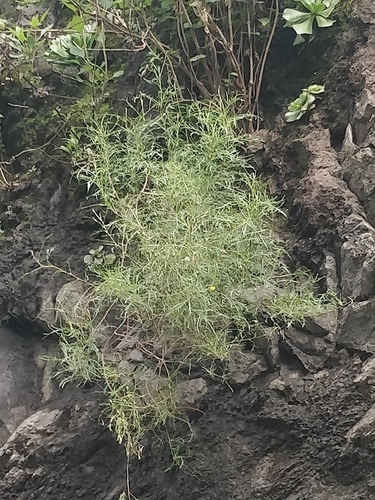 Tolpis succulenta, photograph 3