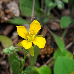 Physaria recurvata