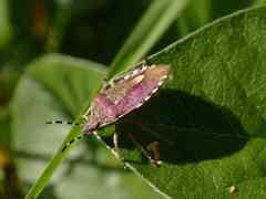 Dolycoris numidicus