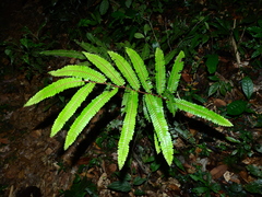 Adiantum cajennense